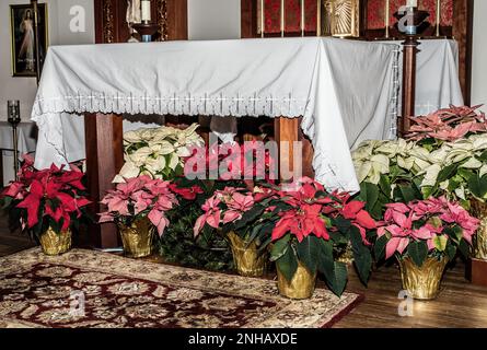 Wunderschöne Poinsettias in Rosa, Rot und Weiß rund um den Altar an Weihnachten in St. Joseph's Catholic Church in Taylors Falls, Minnesota, USA. Stockfoto