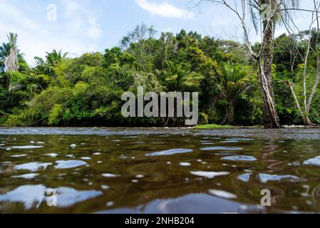 Rio que Flui na floresta. Área rural da cidade de Valencala, Bahia. Stockfoto