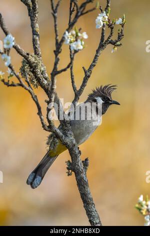 Himalaya-Bulbul hoch oben auf einem moosreichen Birnenbaum mit weißen Blumen, die in der Nähe von Sattal, Uttarakhand, indien, wachsen Stockfoto