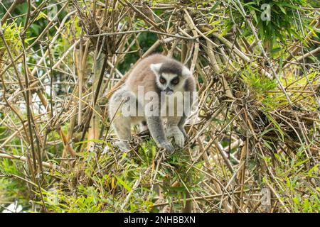 Ringschwanzlemur, Lemur catta im Lemuria Sanctuary, Nosy Be Stockfoto