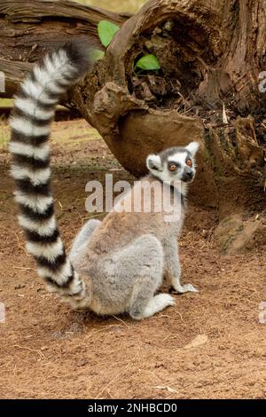 Ringschwanzlemur, Lemur catta im Lemuria Sanctuary, Nosy Be Stockfoto