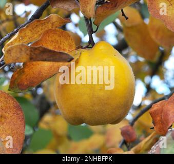 Quitten (Cydonia oblonga) reift am Strauchzweig Stockfoto