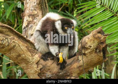 Schwarz-Weiß-Ruffed Lemur, Varecia variegata im Lemuria Sanctuary, Nosy Be Stockfoto