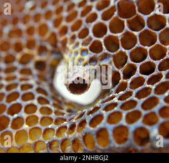 Eine offene Königin-Kammer, aus der eine neugeborene Bienenkönigin hervorging Stockfoto