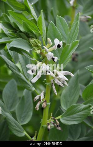 Auf dem Feld der blühenden Pferdebohne (Vicia faba) Stockfoto