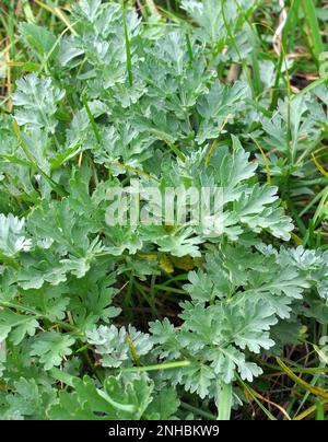 In freier Wildbahn wächst ein bitterer Wurmholz-Busch (Artemisia absinthium) Stockfoto