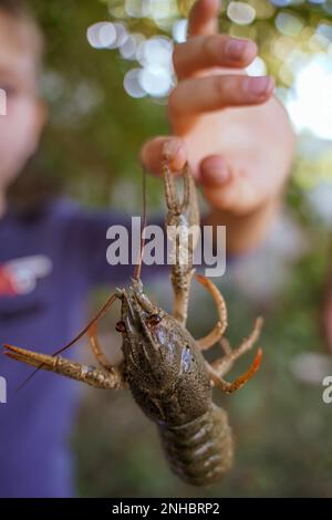 Flusskrebse hängen in der Luft und bewegen den Finger des Jungen. Krabbenkralle kneift sich die Hand. Der Finger eines Mannes auf einem Flusskrebs. Weichzeichner. Stockfoto