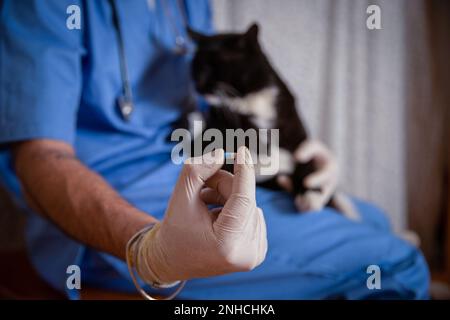 Nahaufnahme eines Arzneimittels, das einer Katze während eines Hausarztbesuchs gegeben wurde, rechts kopieren. Stockfoto