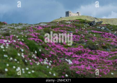 Rhododendron-Blumen in den Bergen. Das alte Observatorium oben. Karpaten, Ukraine, Europa Stockfoto