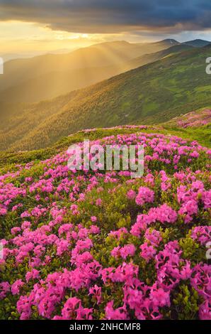Berglandschaft mit wunderschönem Sonnenuntergang. Die Sonne versteckte sich hinter Wolken. Die Lichtung der blühenden Rhododendrone. Wunderschöne rosa Blumen. Karpaten-Mounta Stockfoto