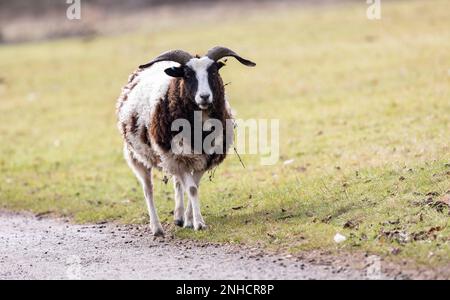 Ein brauner und weißer, seltener jakobs-Schaf, der im Frühling auf einer grünen Wiese steht Stockfoto