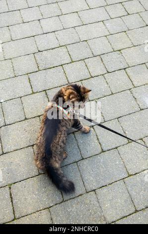 Eine weibliche Katze, die in Liverpool auf einer Spur herumläuft Stockfoto