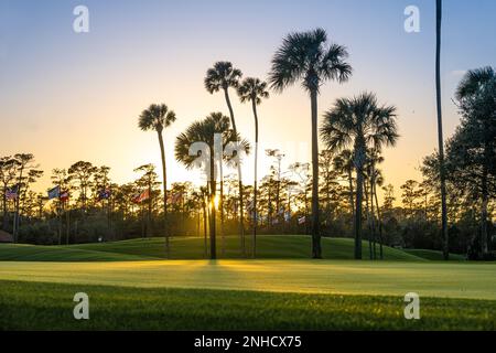 Blick auf den Sonnenuntergang über Palmen und internationale Flaggen auf DEM PLAYERS Stadium Course am TPC Sawgrass, Austragungsort DER PLAYERS Championship in North Florida. Stockfoto