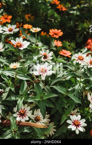 Zinnia Zahara Starlight Rose Blume Stockfoto