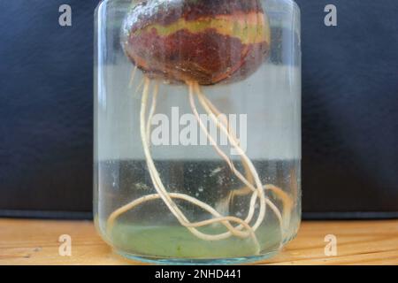 Die Wurzeln eines Avocadobaums in einem Glas mit Wasser zu Hause Stockfoto