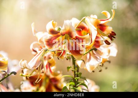 Wunderschöne aprikot-orangefarbene Lilienblüte im Garten auf einem sonnigen Bokeh-Hintergrund. Lily Kultivar „Alchemy“ Stockfoto