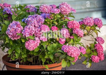 Der Busch der rosa Hortensien (Hydrangea macrophylla) im Blumentopf in der Nähe des Außenhauses Stockfoto