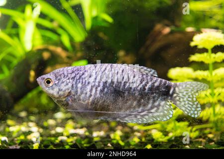 Blick auf ein marmoriertes Gourami-Aquarium in Nahaufnahme Stockfoto