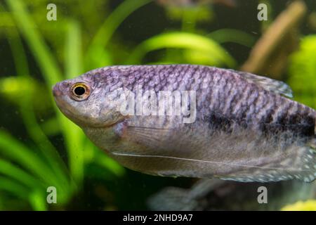 Blick auf ein marmoriertes Gourami-Aquarium in Nahaufnahme Stockfoto