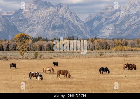 Herbstvormittag mit Pferden, die vor dem Hintergrund der Teton Mountain Range grasen Stockfoto