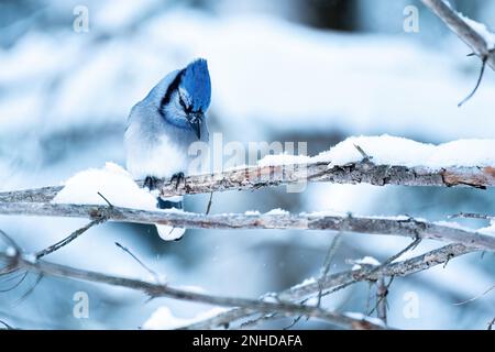 Blue jay (Cyanocitta cristata) hoch oben auf einem Ast mit Schnee Stockfoto