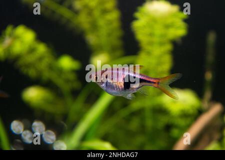 Rasbora heteromorpha Aquariumfisch auf dem Hintergrund grüner Pflanzen Stockfoto