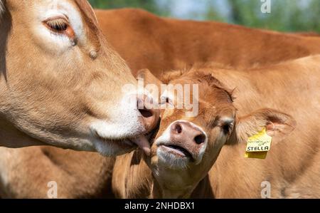 Das Kalb wird von der Mutter angeleckt. Cumbria, Großbritannien. Stockfoto