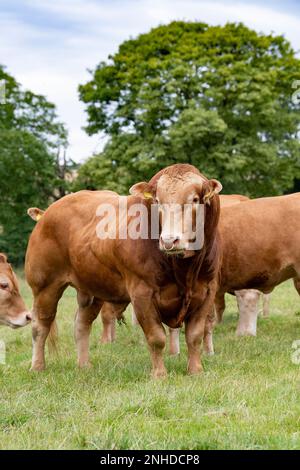 Pedigree Limousin Beef Bull, eine französische Rasse, die in den 1970er Jahren nach Großbritannien importiert wurde. Yorkshire, Großbritannien. Stockfoto