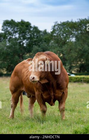 Pedigree Limousin Beef Bull, eine französische Rasse, die in den 1970er Jahren nach Großbritannien importiert wurde. Yorkshire, Großbritannien. Stockfoto