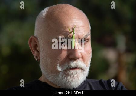 Mantis auf dem Kopf. Comic und Humor. Ernsthafte alte Männer mit Bart und Schnurrbart mit großer Gottesanbeterin im Gesicht. Lustige Geschichte und Humor. Komische Idee. Stockfoto