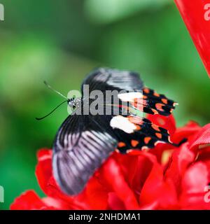 Gemeiner mormon (Papilio polytes) auf einer roten Blume, gefangen Stockfoto