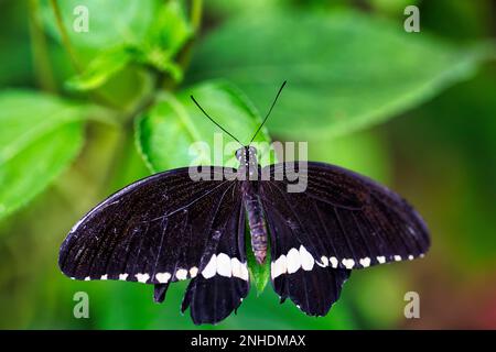 mormon (Papilio polytes), unverlierbar Stockfoto