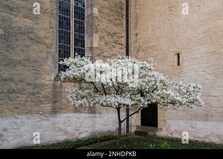 Shadbush (Amelanchier), Blüte vor dem Kirchengebäude Stockfoto