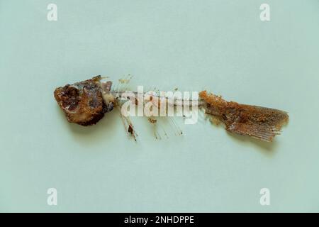 Gebratenes Fischskelett auf blauem Hintergrund Stockfoto