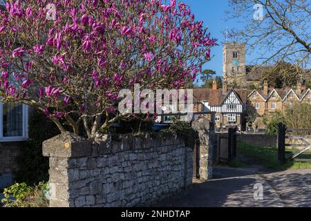 AYLESFORD, Kent/UK - MÄRZ 24: Blick auf eine bunte Magnolie Blüte in Aylesford am 24. März 2019 Stockfoto