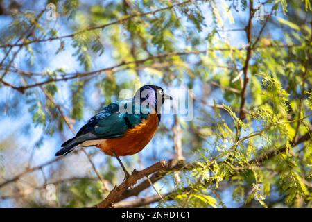 VALENCIA, Spanien - 26. Februar: Hervorragende Spreo Starling (Lamprotornis superbus) an der Bioparc Valencia Spanien am 26. Februar 2019 Stockfoto