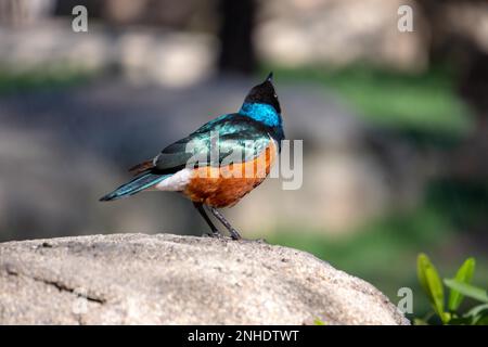 VALENCIA, Spanien - 26. Februar: Hervorragende Spreo Starling (Lamprotornis superbus) an der Bioparc Valencia Spanien am 26. Februar 2019 Stockfoto