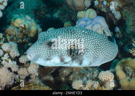 Weißfleckenpuffer (Arothron hispidus), Tauchplatz am Hausriff, Mangrove Bay, El Quesir, Rotes Meer, Ägypten Stockfoto