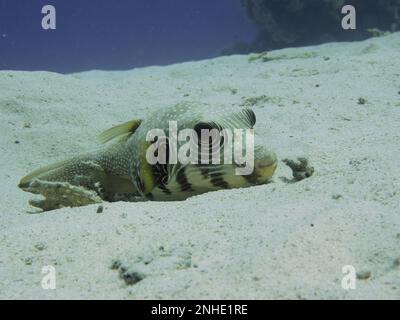 Im Sand liegt ein weißer Puffer (Arothron hispidus). Tauchplatz House Reef, Mangrove Bay, El Quesir, Rotes Meer, Ägypten Stockfoto