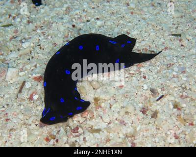 Blaue gepunktete Kopfschnecke (Chelidonura livida), Tauchplatz am Hausriff, Mangrove Bay, El Quesir, Rotes Meer, Ägypten Stockfoto