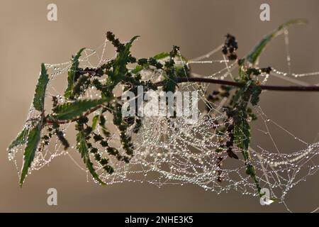 Spinnweben mit Tautropfen in einer Brennnessel, Biosphaerenreservat Mittlere Elbe, Dessau-Rosslau, Sachsen-Anhalt, Deutschland Stockfoto