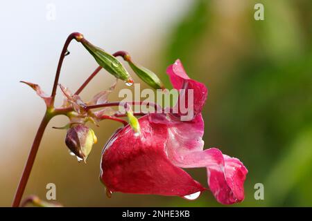 Himalaya-Balsam (Impatiens glandulifera), himalaya-Balsam, Rotbalsam, Himalaya-Balsam, Peasant Orchid, Riesenbalsam, Blume mit Wassertropfen Stockfoto