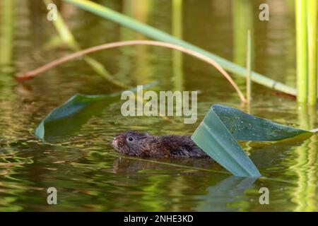 Östliche Spitzmaus, Wassermaus, europäische Wassermaus (Arvicola amphibius) (SYN.: Arvicola terrestris) schwimmt im Wasser, Biosphärenreservat der mittleren Elbe Stockfoto
