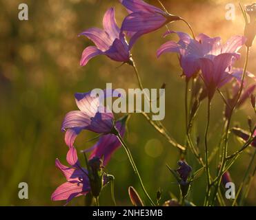 Blütenblume (Campanula patula), Blumengruppe im Hintergrund, Biosphärenreservat Mittelelbe, Dessau-Rosslau, Sachsen-Anhalt, Deutschland Stockfoto