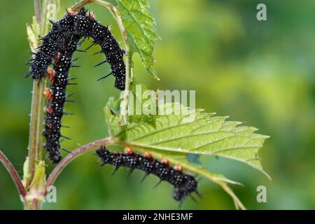 Mittelgroße Wespe oder kleine Hornisse (Dolichovespula media), Nest in einem Baum, Biosphärenreservat Mittelelbe, Dessau-Rosslau, Sachsen-Anhalt, Deutschland Stockfoto