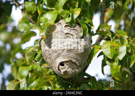 Mittelgroße Wespe oder kleine Hornisse (Dolichovespula media), Nest in einem Baum, Biosphärenreservat Mittelelbe, Dessau-Rosslau, Sachsen-Anhalt, Deutschland Stockfoto