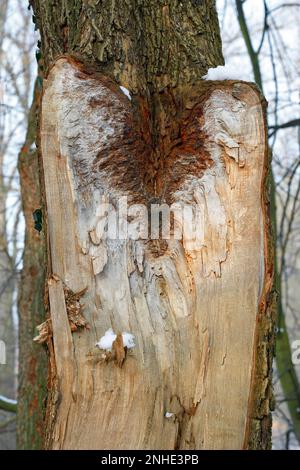 Kuriose Baumverwachsung in Form des Gesichtes einer Schleiereule, Biosphaerenreservat Mittlere Elbe, Dessau-Rosslau, Sachsen-Anhalt, Deutschland Stockfoto