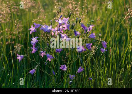 Blütenblume (Campanula patula), Blumengruppe im Hintergrund, Biosphärenreservat Mittelelbe, Dessau-Rosslau, Sachsen-Anhalt, Deutschland Stockfoto