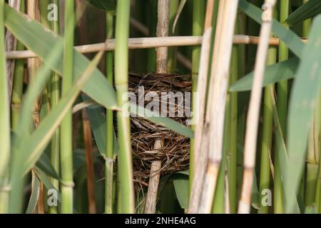 Schilfzwerg (Acrocephalus arundinaceus), Nest in Schilf, Biosphärenreservat Mittelelbe, Dessau-Rosslau, Sachsen-Anhalt, Deutschland Stockfoto