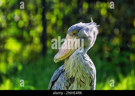 Schuhschnabel (Balaeniceps rex), Abu Markub, Portrait, Captive, Bird Park, Weltvogelpark Walsrode, Niedersachsen, Deutschland Stockfoto